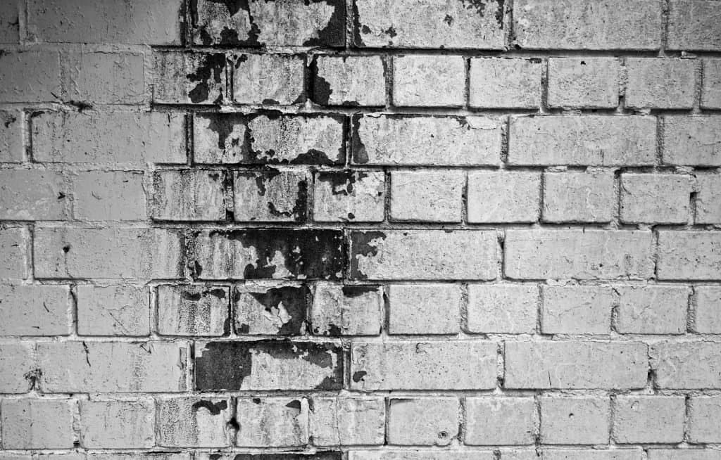 How Floridians Can Protect Their Homes From Costly Mold Damage